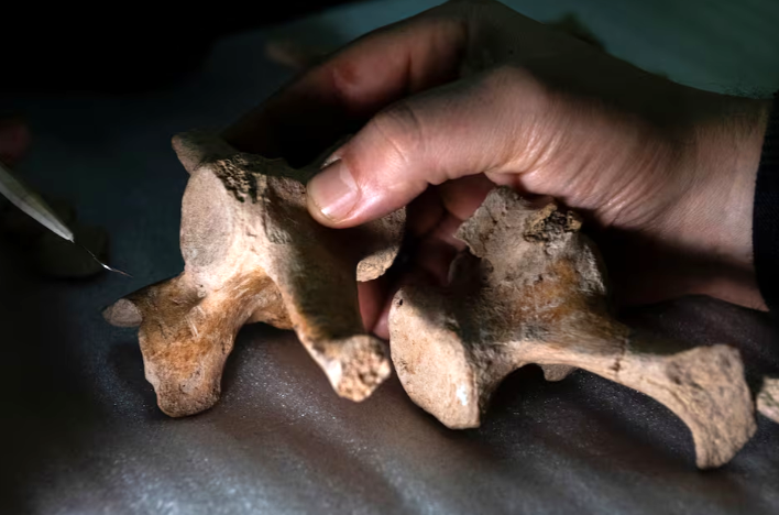 colombian anthropologist miguel delgado holds a fossilized bone of a glyptodon with an evidence suggesting the animal was hunted at buenos aires natural science museum in buenos aires argentina july 1 2024 photo reuters
