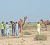 virus outbreak threatens cholistan camels virus outbreak threatens cholistan camels