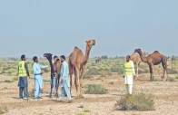 a team of veterinary doctors checks camels in cholistan desert near bahawalpur for symptoms of an infection that has spread in the area photo online