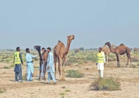 a team of veterinary doctors checks camels in cholistan desert near bahawalpur for symptoms of an infection that has spread in the area photo online a team of veterinary doctors checks camels in cholistan desert near bahawalpur for symptoms of an infection that has spread in the area photo online