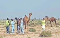 virus outbreak threatens cholistan camels