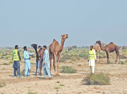 virus outbreak threatens cholistan camels