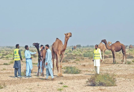 a team of veterinary doctors checks camels in cholistan desert near bahawalpur for symptoms of an infection that has spread in the area photo online
