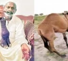 a video of the incident went viral on social media showing the camel in agony and crying photo express