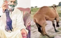landlord in sanghar amputates camel s leg for trespassing