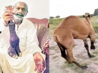 landlord in sanghar amputates camel s leg for trespassing
