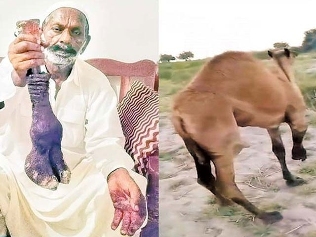a video of the incident went viral on social media showing the camel in agony and crying photo express