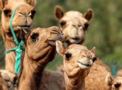 disease strikes cattle in rojhan mazari disease strikes cattle in rojhan mazari