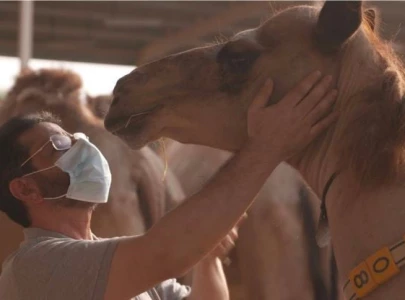 camel cloning a thriving business in dubai camel cloning a thriving business in dubai