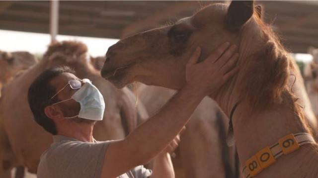 camel cloning a thriving business in dubai camel cloning a thriving business in dubai