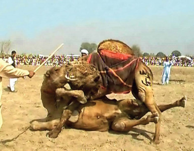 camel wrestling enthrals audiences in ryk
