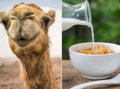 camel rearing can drive livestock growth say officials camel rearing can drive livestock growth say officials