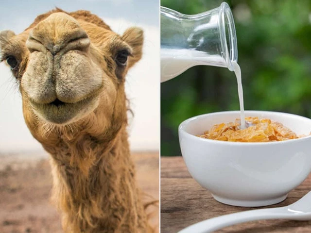 camel milk a healthier sustainable alternative to cow s milk camel milk a healthier sustainable alternative to cow s milk