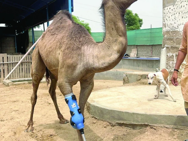 a camel that lost its leg to mutilation in sindh s sanghar district last year stood up for the first time on tuesday with the help of a prosthetic leg photo express a camel that lost its leg to mutilation in sindh s sanghar district last year stood up for the first time on tuesday with the help of a prosthetic leg photo express