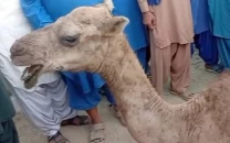 two suspects arrested in camel abuse case after cm murad orders inquiry