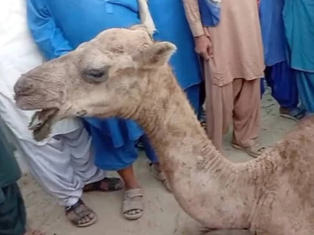 Two suspects arrested in camel abuse case after CM Murad ord
