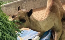 sanghar s amputated camel cammie on path to recovery after receiving artificial leg