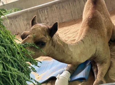 sanghar s amputated camel cammie on path to recovery after receiving artificial leg sanghar s amputated camel cammie on path to recovery after receiving artificial leg