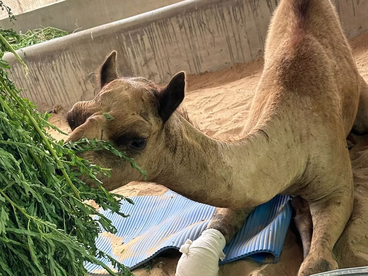 sanghar s amputated camel cammie on path to recovery after receiving artificial leg sanghar s amputated camel cammie on path to recovery after receiving artificial leg