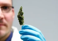 an employee holds up cannabis in the laboratory at the headquarters of herbal medicines manufacturer bionorica in neumarkt germany february 9 2018 picture taken february 9 2018 reuters michaela rehle