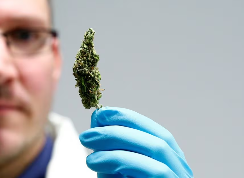 an employee holds up cannabis in the laboratory at the headquarters of herbal medicines manufacturer bionorica in neumarkt germany february 9 2018 picture taken february 9 2018 reuters michaela rehle