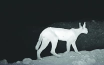 rare caracal makes a comeback