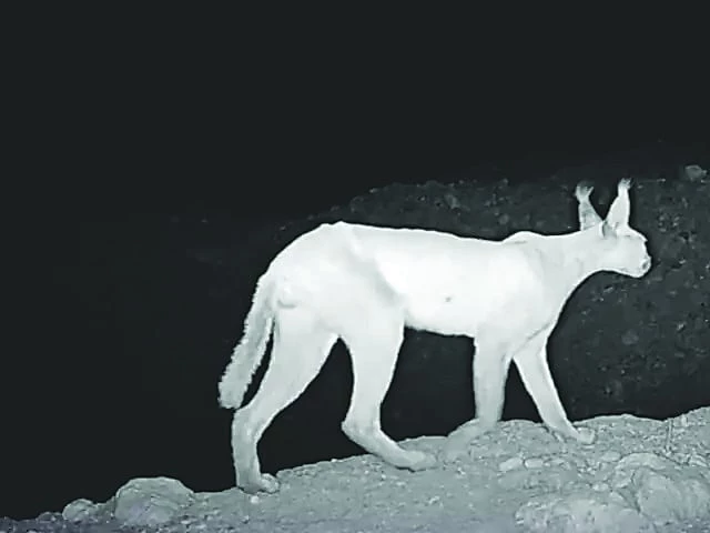 camera trap footage shows an adult male caracal in kirthar national park photo anadolu agency