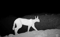 caracal sightings offer hope caracal sightings offer hope