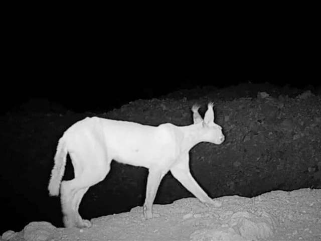 caracal photo anadolu agency