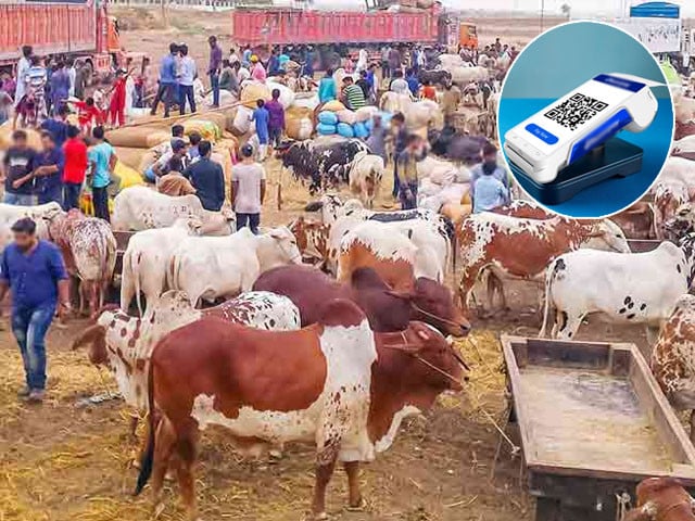 SBP launches ‘Go Cashless’ campaign ahead of Eidul Adha | The Express Tribune SBP launches ‘Go Cashless’ campaign ahead of Eidul Adha | The Express Tribune