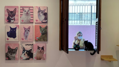 cats and coffee combine for a cause at this cafe cats and coffee combine for a cause at this cafe
