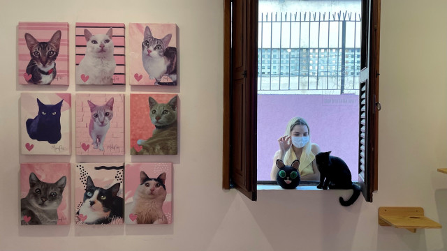 cats and coffee combine for a cause at this cafe cats and coffee combine for a cause at this cafe