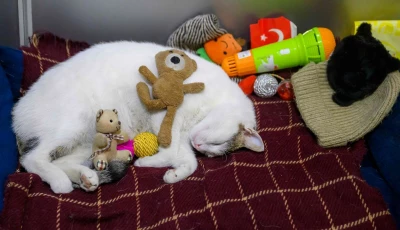 kanyon a stray cat sleeps in his basket at the entrance of an istanbul shopping mall in istanbul on january 23 2026 photo afp