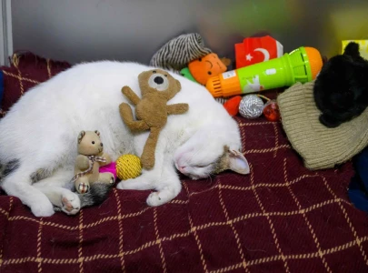 here people and cats live side by side istanbul s feline love affair lives on