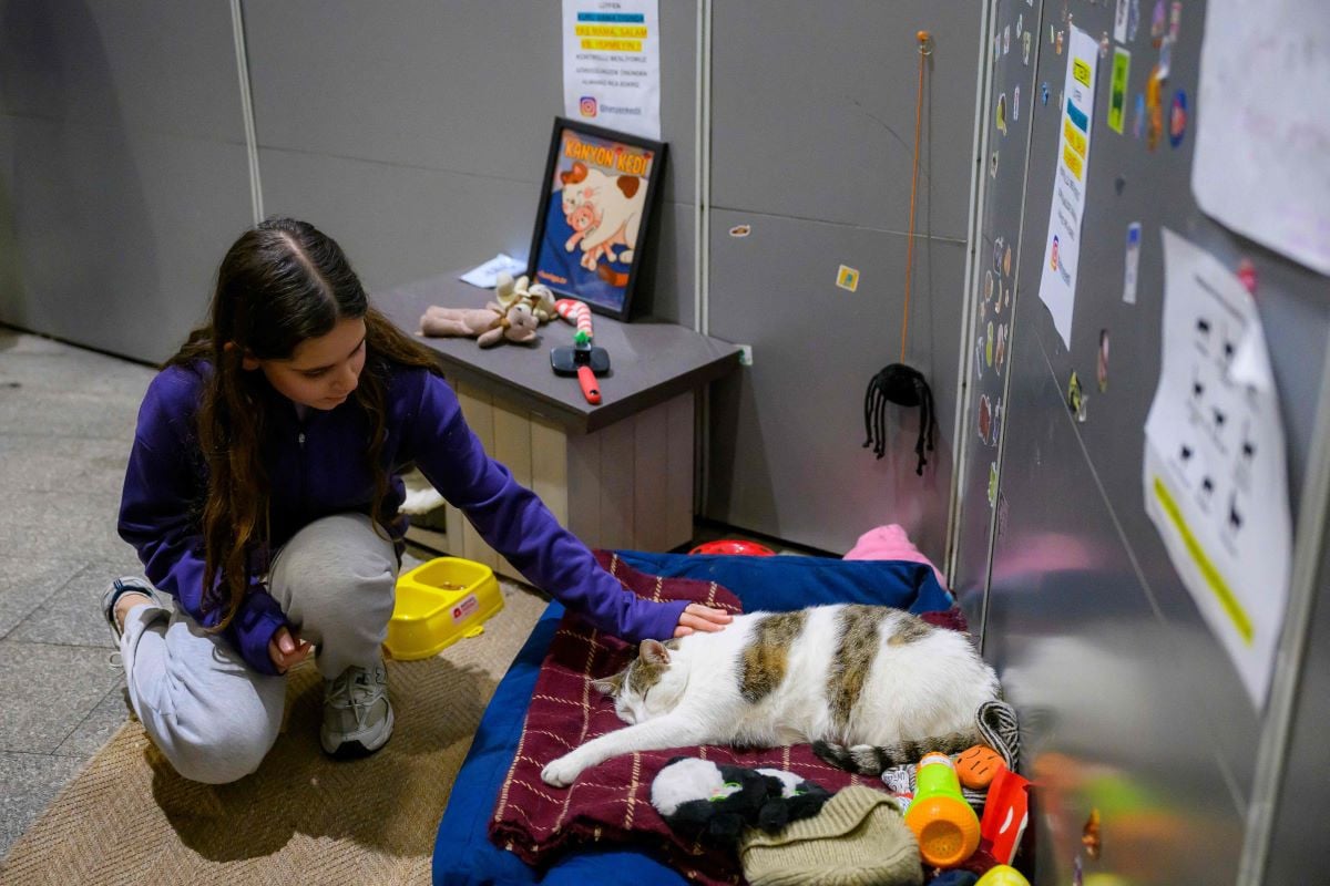 Kanyon, a stray cat that lives at the entrance of an Istanbul shopping mall, is stroked by a young girl as he lays in his basket, in Istanbul, on January 23, 2026. Since someone stole his basket, Kanyon, who lives at an Istanbul shopping centre, has been showered with snacks, love and affection.PHOTO: AFP