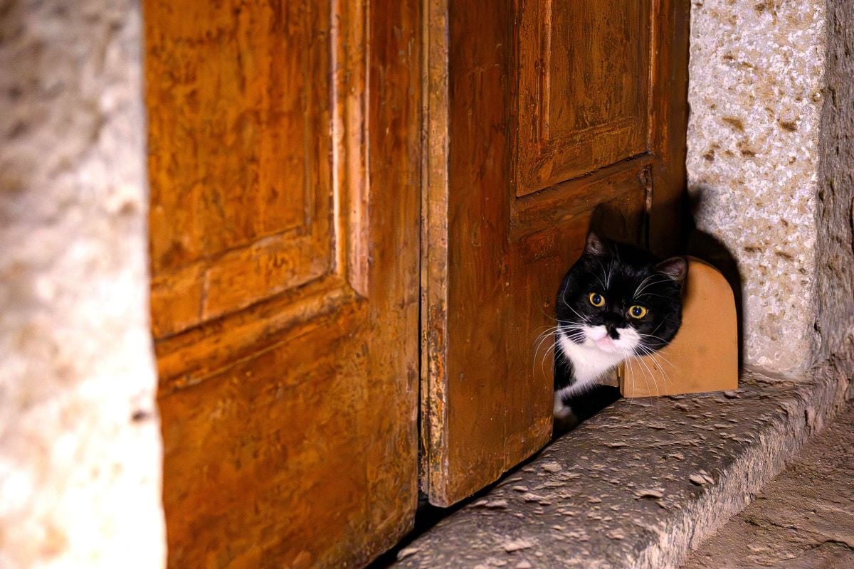 A cat passes through a cat flap on the door at the The Ottoman Topkapi Palace in Istanbul on January 20, 2026. At Topkapi Palace, for years the opulent residence of the Ottoman sultans, a centuries-old cat flap has just been restored.PHOTO: AFP