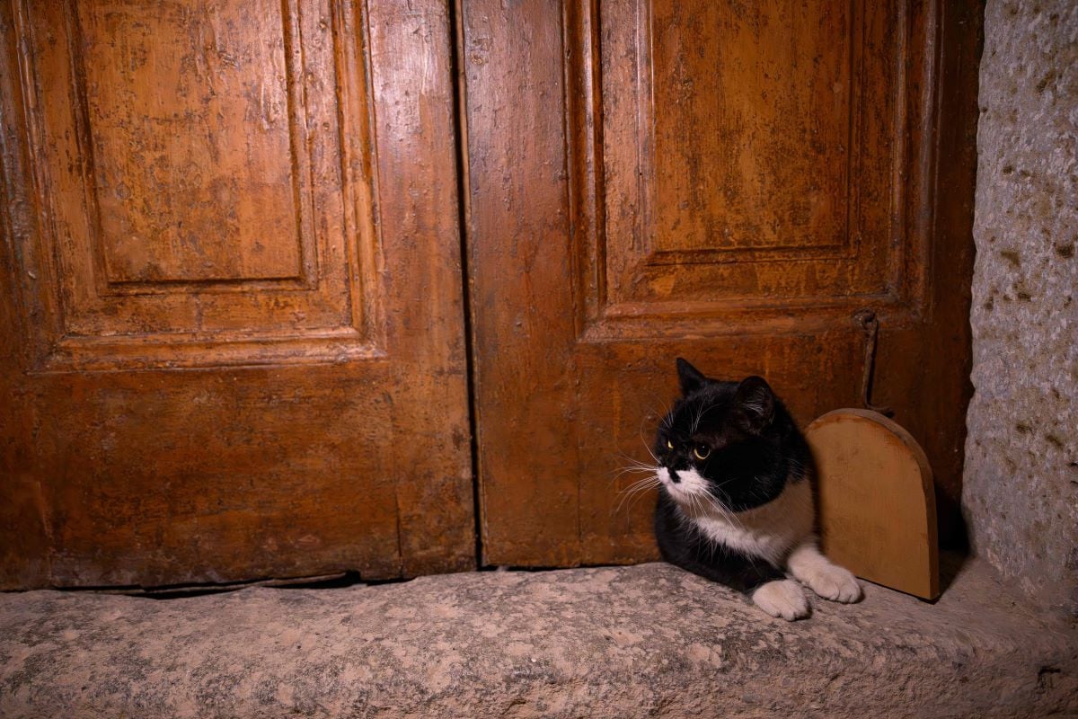 A cat passes through a cat flap on the door at the The Ottoman Topkapi Palace in Istanbul on January 20, 2026. At Topkapi Palace, for years the opulent residence of the Ottoman sultans, a centuries-old cat flap has just been restored.PHOTO: AFP