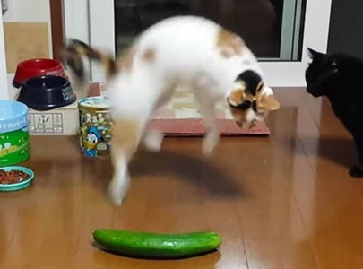cucumbers and cat panic the science behind the viral reactions