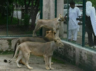 sindh imposes birth ban on big cats exotic animals at karachi zoo