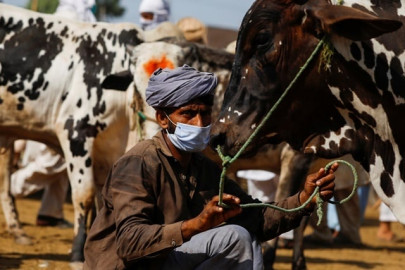 govt starts crackdown against illegal cattle markets govt starts crackdown against illegal cattle markets