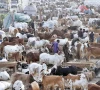 murree sets up cattle market for eidul azha murree sets up cattle market for eidul azha