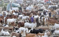 pindi cattle market tax still outstanding pindi cattle market tax still outstanding