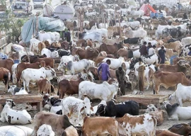 murree sets up cattle market for eidul azha murree sets up cattle market for eidul azha