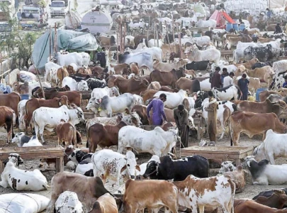 pindi cattle market tax still outstanding pindi cattle market tax still outstanding