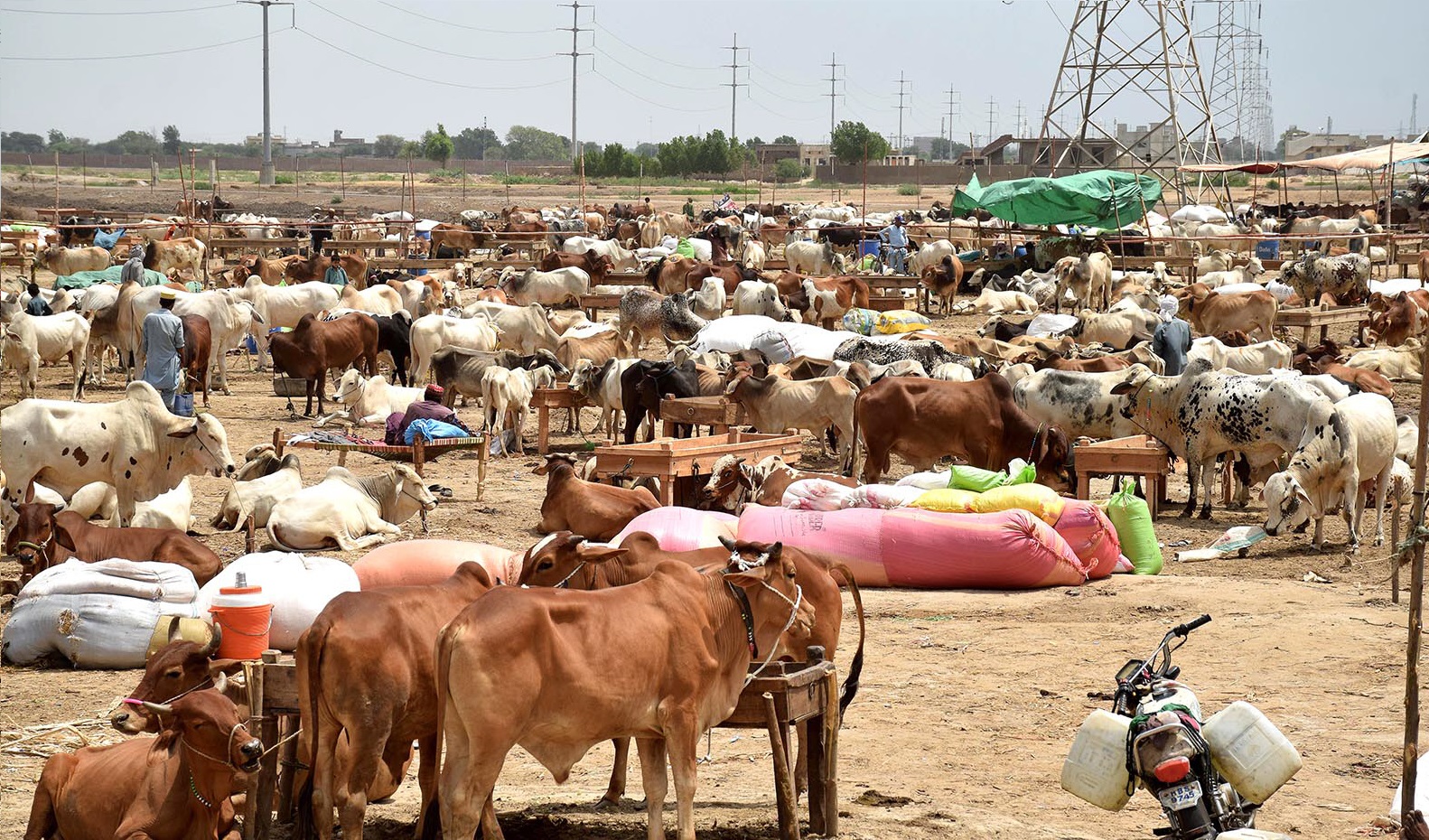 shc orders removal of illegal cattle market in lyari
