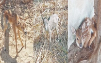 busy day for the stork