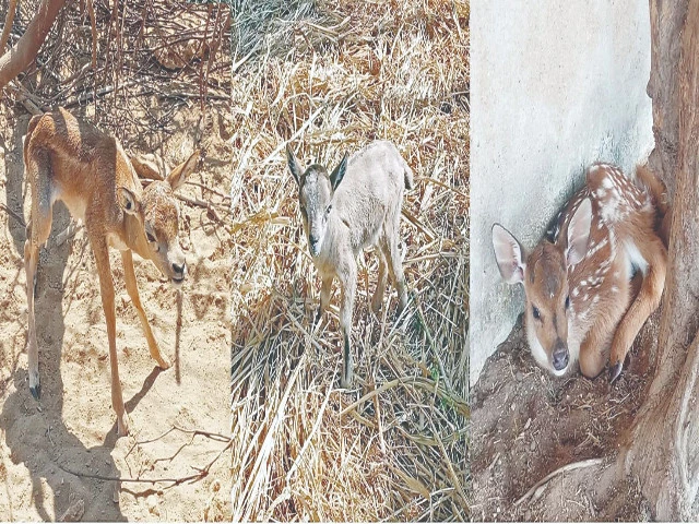 safari park celebrates new life as births of sindh ibex chital mouflon blackbuck and a horse add to the park s growing wildlife family photo express safari park celebrates new life as births of sindh ibex chital mouflon blackbuck and a horse add to the park s growing wildlife family photo express