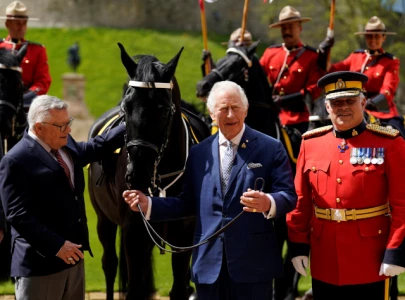 tourist bitten by king charles guard horse outside household cavalry museum tourist bitten by king charles guard horse outside household cavalry museum