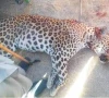 protected leopard shot dead in bajaur protected leopard shot dead in bajaur