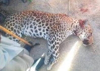 protected leopard shot dead in bajaur protected leopard shot dead in bajaur